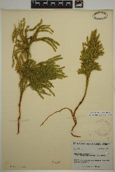 spécimen de Dendrolycopodium dendroideum