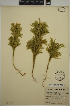 spécimen de Dendrolycopodium dendroideum