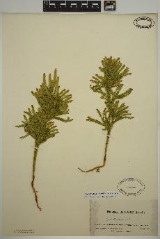 spécimen de Dendrolycopodium dendroideum