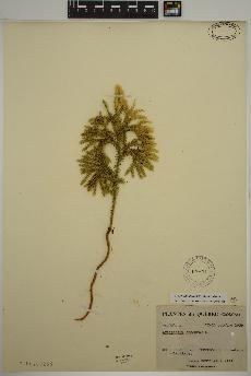 spécimen de Dendrolycopodium dendroideum