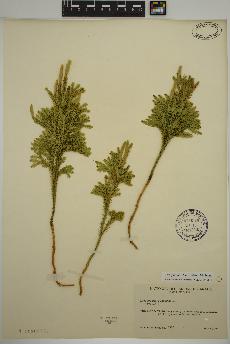 spécimen de Dendrolycopodium dendroideum