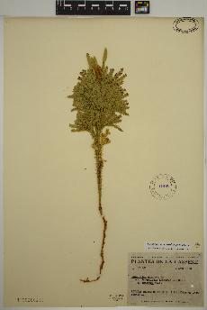 spécimen de Dendrolycopodium dendroideum