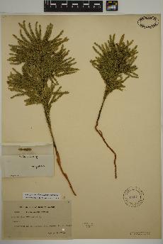 spécimen de Dendrolycopodium dendroideum