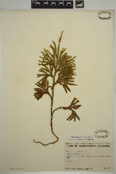 spécimen de Dendrolycopodium dendroideum