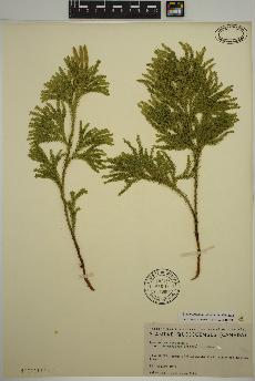 spécimen de Dendrolycopodium dendroideum