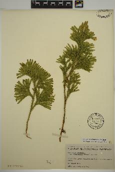 spécimen de Dendrolycopodium dendroideum