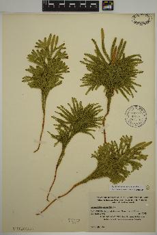 spécimen de Dendrolycopodium dendroideum