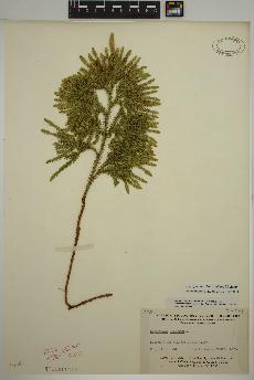 spécimen de Dendrolycopodium dendroideum