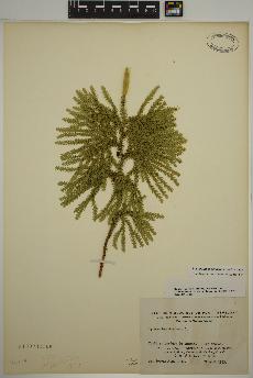 spécimen de Dendrolycopodium dendroideum