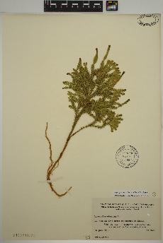 spécimen de Dendrolycopodium dendroideum