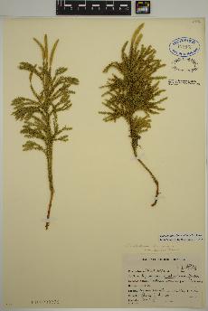 spécimen de Lycopodium dendroideum