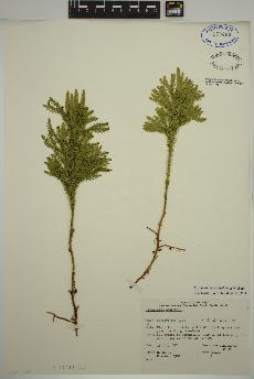 spécimen de Dendrolycopodium dendroideum