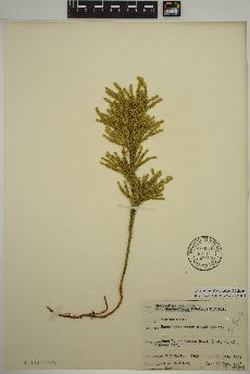 spécimen de Dendrolycopodium dendroideum