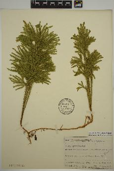 spécimen de Dendrolycopodium dendroideum