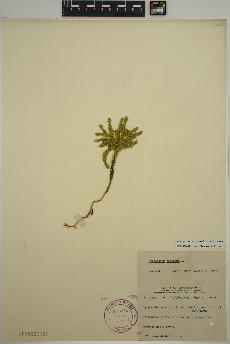 spécimen de Lycopodium dendroideum