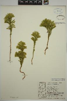 spécimen de Dendrolycopodium dendroideum