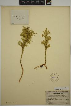 spécimen de Dendrolycopodium dendroideum