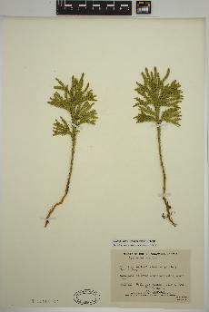 spécimen de Dendrolycopodium dendroideum