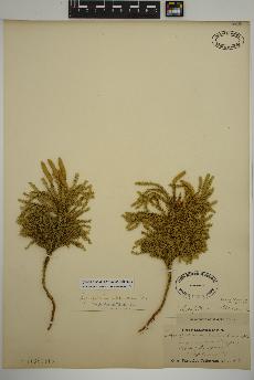 spécimen de Dendrolycopodium dendroideum