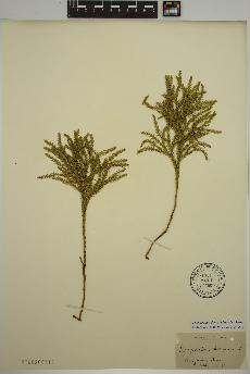 spécimen de Dendrolycopodium dendroideum