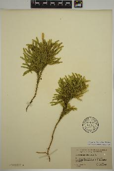 spécimen de Dendrolycopodium dendroideum