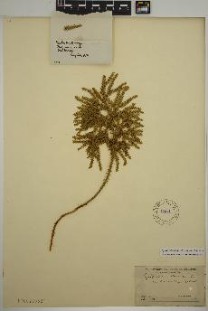 spécimen de Dendrolycopodium dendroideum