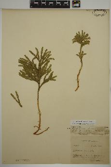 spécimen de Dendrolycopodium obscurum