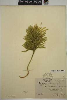 spécimen de Dendrolycopodium obscurum