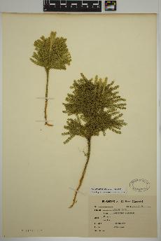 spécimen de Dendrolycopodium obscurum