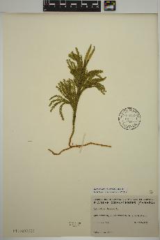 spécimen de Dendrolycopodium obscurum