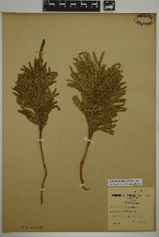 spécimen de Dendrolycopodium obscurum