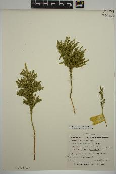 spécimen de Dendrolycopodium obscurum