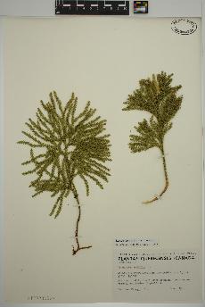 spécimen de Dendrolycopodium obscurum