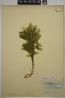 spécimen de Dendrolycopodium obscurum