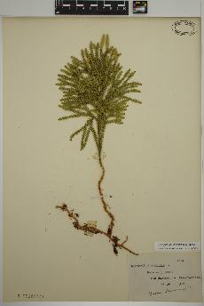 spécimen de Dendrolycopodium obscurum