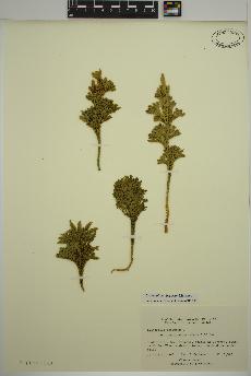 spécimen de Dendrolycopodium obscurum