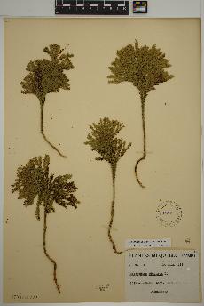 spécimen de Dendrolycopodium obscurum