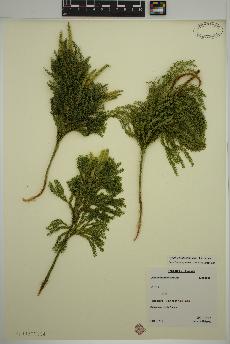 spécimen de Dendrolycopodium obscurum