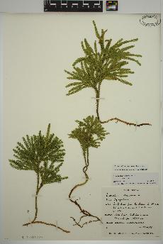 spécimen de Dendrolycopodium obscurum