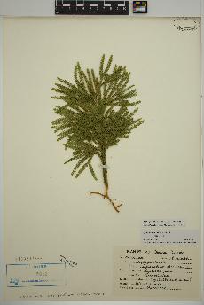 spécimen de Dendrolycopodium obscurum