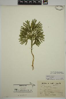 spécimen de Dendrolycopodium obscurum