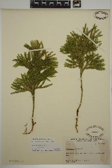 spécimen de Dendrolycopodium obscurum