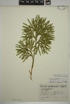 spécimen de Dendrolycopodium obscurum