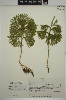 spécimen de Dendrolycopodium obscurum