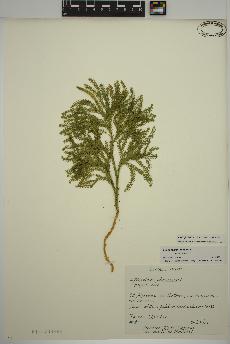 spécimen de Dendrolycopodium obscurum