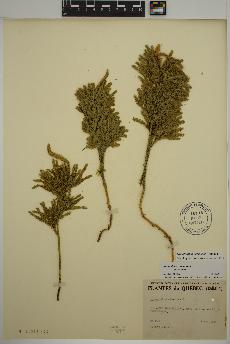 spécimen de Dendrolycopodium obscurum