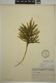 spécimen de Dendrolycopodium obscurum