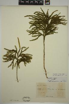 spécimen de Dendrolycopodium obscurum