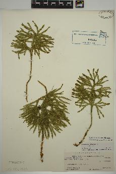 spécimen de Dendrolycopodium obscurum