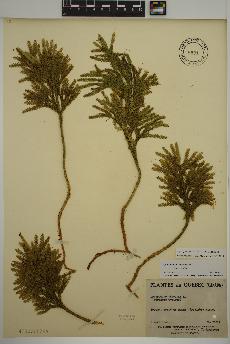 spécimen de Dendrolycopodium obscurum